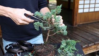 How to create a Bonsai tree DIY [upl. by Teevens393]