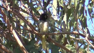 Regent honeyeater  more footage [upl. by Lorre]