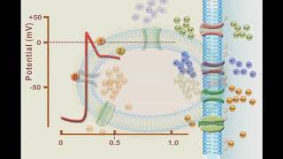 Depolarization waves flowing through the heart  NCLEXRN  Khan Academy [upl. by Nolur]