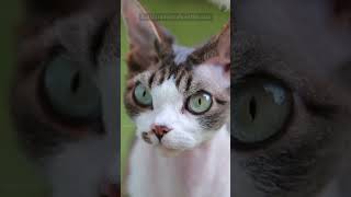 Cornish Rex Cats The Hypoallergenic Cat [upl. by Adnowat]