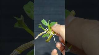 Orchid cuttings orchid [upl. by Oster103]