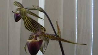 Paphiopedilum rothschildianum in bloom video [upl. by Kermy]