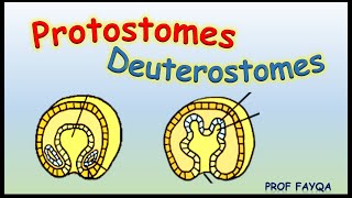 Protostomes Vs Deuterostomes [upl. by Arrek]