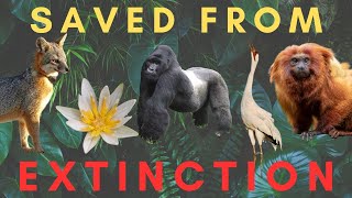 5 Species SAVED from EXTINCTION Part 3 [upl. by Iover]