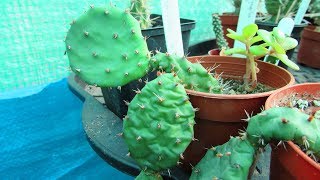 Watering wrinkled Opuntia Prickly Pear Cacti after 7 months  BEFORE amp AFTER [upl. by Adnolat]