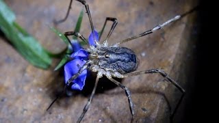 Huge Vegetarian Harvestman GrandDaddyLonglegs eating a Flower  these Arachnids are not Spiders [upl. by Renmus]