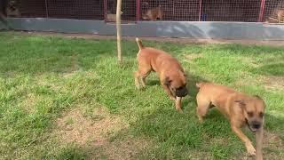 Boerboels getting ready to mate [upl. by Neenaej]