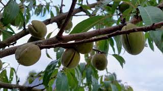 Amandel Prunus dulcis Robijn in nederland grote oogsten [upl. by Shuler]