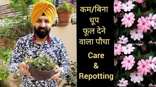 छायाकमबिना धूप खिलने वाला फूल Impatiens flowering plant care repotting Best shade loving flowers [upl. by Ttereve]