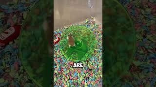 HAMSTER WHEEL  hamsters wheels [upl. by Anse]