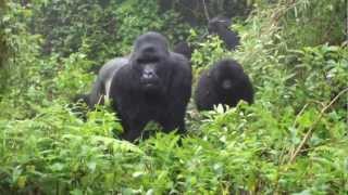 Gorillas in Rwanda charging [upl. by Niveg]