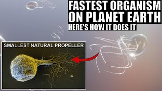 Fastest Organism On Earth Uses The Smallest Natural Propeller But Why [upl. by Meesan]