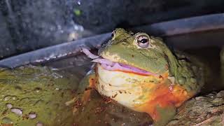 Hamster Meets A Giant Frog  Warning Live Feeding [upl. by Deehahs]