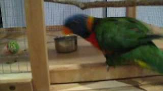 Lori 10  first bird trick Very chatty and funny [upl. by Zaller]