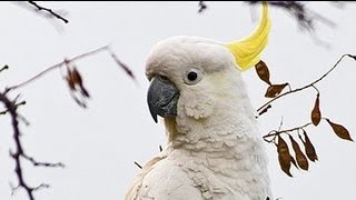 Exotic Birds  Crazy Sulphur Crested Cockatoos [upl. by Janiuszck282]