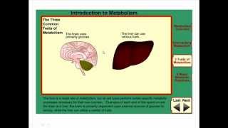 Metabolism and metabolic pathways [upl. by Imas]