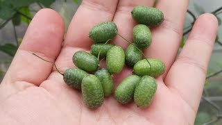 Harvesting Cucamelons  Healthy Eating ❤️ [upl. by Uhile238]