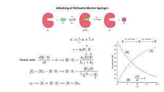 MichaelisMenten kinetik og steady state [upl. by Dorothee]
