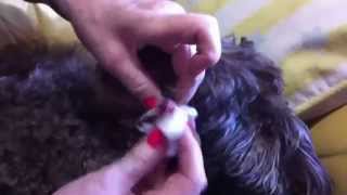 How to treat Warts with Apple Cider Vinegar Dog [upl. by Blondy507]