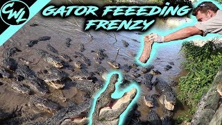 FEEDING HUNDREDS OF ALLIGATORS [upl. by Llireva]