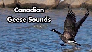 Canadian Geese Honking and Swimming  Geese Sounds  Bird Calls [upl. by Fulvia822]