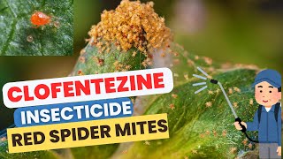 Clofentezine insecticide for controlling red spider mites in apples pears and citrus [upl. by Ciccia]