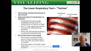 Chapter 13 Respiratory System [upl. by Aianat808]