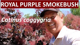 Royal Purple Smokebush  Cotinus coggygria  All about it [upl. by Chessy]