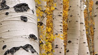 Utahs State Tree The Quaking Aspen by Monroe Elementary [upl. by Mufinella]