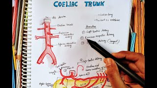 COELIAC TRUNKARTERY  ANATOMY  Origin  Division  Branches  Easy Anatomy  Arterial Supply [upl. by Errol]