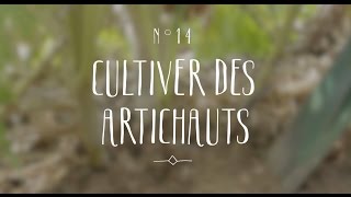 Cultiver des artichauts [upl. by Naghem370]