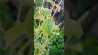 apamarga plant viral farming nature plants youtubeshorts agriculture shorts feed [upl. by Olly816]