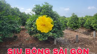 CHUYÊN BÁN SBSG BÔNG CHÙM 2 LỚP SIU HƯƠNG 715  Zalo0335367005 taicodon [upl. by Yrogerg]