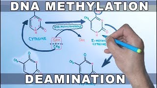 DNA methylation [upl. by Nema75]