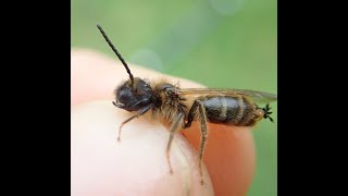 Stylops emerging from Andrena scotica [upl. by Iahs]