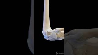 Ligaments of the knee  3d anatomy anatomy meded [upl. by Dahsar]