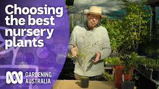 How to choose the best plants at the nursery  Australian native plants  Gardening Australia [upl. by Retxed]