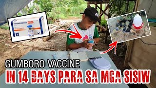 PAANO MAGBAKUNA NG GUMBORO VACCINE SA MGA SISIW IN 14 DAYS [upl. by Ayihsa921]