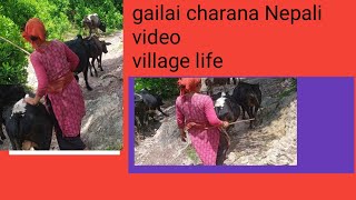 gailai charana Maya cha vanara needo garana Nepali video song [upl. by Milore]