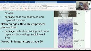 Day 12 June 19 Endochondral Ossification [upl. by Leitman]