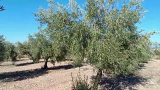 TRATAMIENTO DE OCTUBRE EN OLIVAR TRADICIONAL  Variedad Picual [upl. by Oiligriv447]