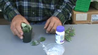 Propagating The Lipstick Plant Aeschynanthus Pulcher The Plant Farm® [upl. by Laerol233]