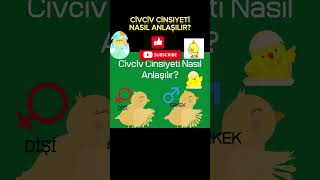 CİVCİV CİNSİYETİ NASIL ANLAŞILIR civciv animals [upl. by Esinek]