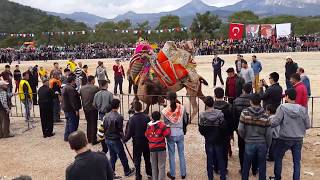 Konyaaltı Deve Güreşlerinde Deve Saldırısı Camel Attack [upl. by Sabine128]