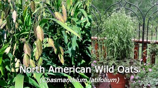 Chasmanthium latifolium North American Wild Oats  Easy to Grow NATIVE Long multiseason appeal👌 [upl. by Adhamh]