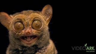 A Horsfield’s tarsier Cephalopachus bancanus borneanus at Taman Safari in Indonesia [upl. by Gurtner]