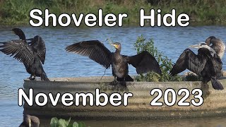 The Shoveler Hide  Nov 2023 [upl. by Aelber]