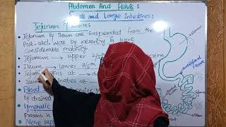 Anatomy of Jejunum and Ileum  small Intestine anatomy  ayeshamedicaleducation [upl. by Locin]