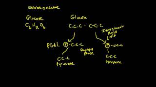 Glycolysis for Exercise Physiology [upl. by Kerstin]