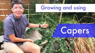 Growing preserving and cooking with capers and caperberries [upl. by Atalante]